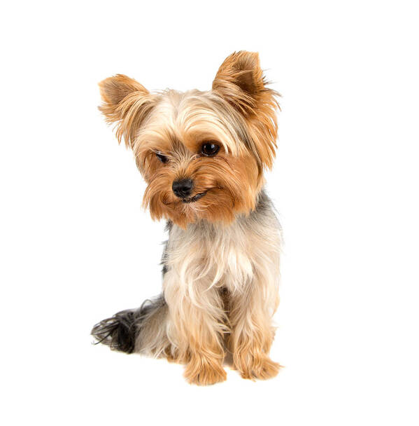 Pet Art Print featuring the photograph Yorkshire terrier #10 by Boyan Dimitrov