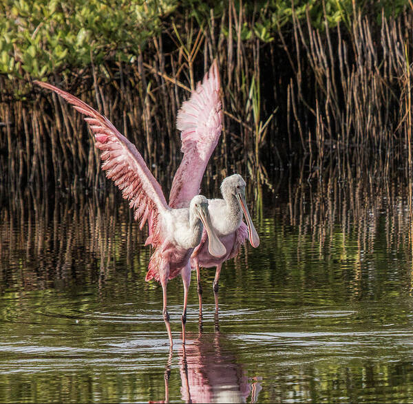 Spoonbill Art Print featuring the photograph A Pair of Spoonbills #2 by Dorothy Cunningham
