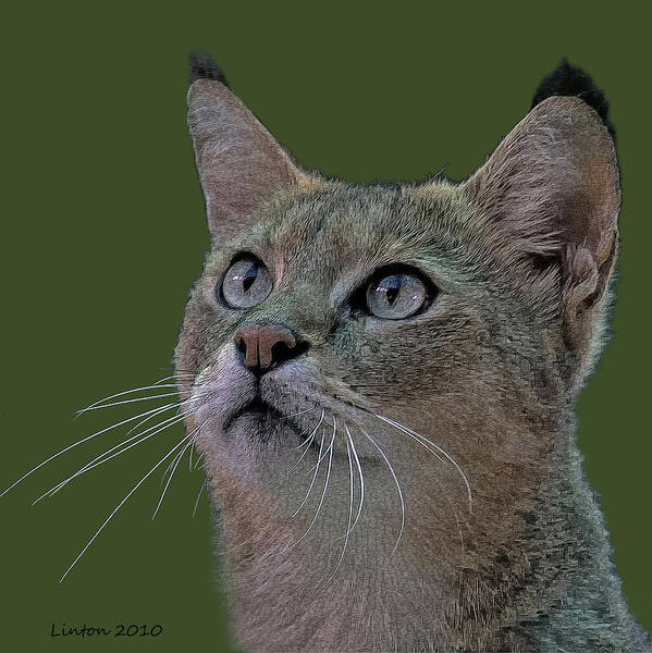 African Wild Cat Art Print featuring the digital art African Wild Cat #2 by Larry Linton