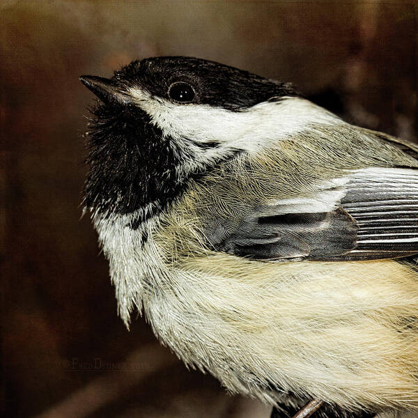 Bird Art Print featuring the photograph Chickadee by Fred Denner