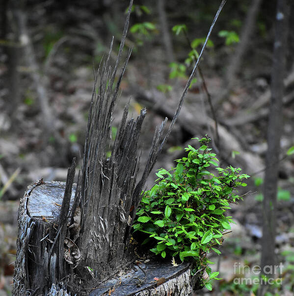Nature Art Print featuring the photograph Persistence #2 by Skip Willits