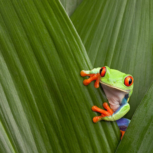 Agalychnis Art Print featuring the photograph Red Eyed Tree Frog #2 by Dirk Ercken
