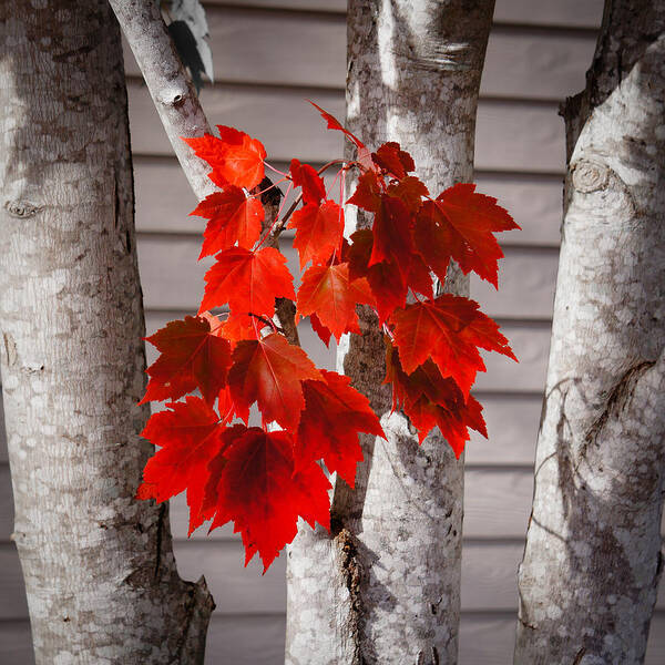 Leaves Art Print featuring the photograph Some Red Leaves #2 by Ronda Broatch