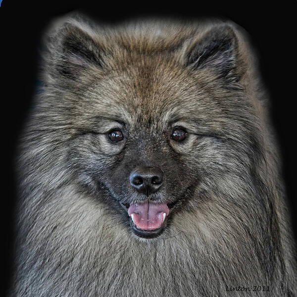 Keeshond Art Print featuring the photograph Keeshond #3 by Larry Linton
