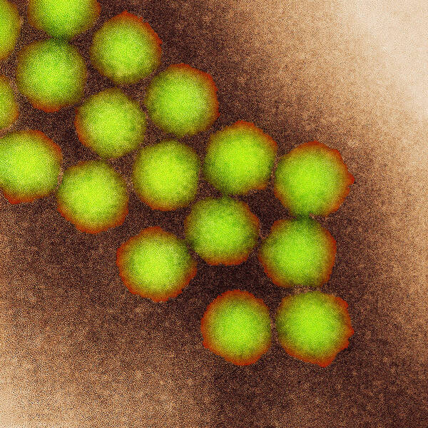Poliovirus Art Print featuring the photograph Poliovirus Particles, Tem #3 by Nibsc