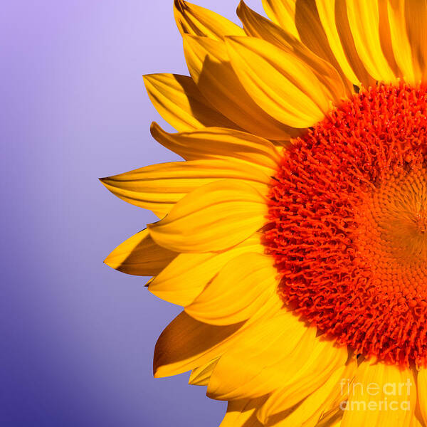 Sunflowers Art Print featuring the photograph Sunflowers Floral Pattern by Mark Ashkenazi