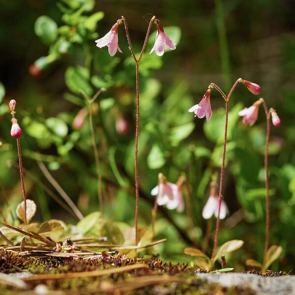 Finland Art Print featuring the photograph Twinflower pink by Jouko Lehto