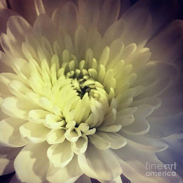 White Art Print featuring the photograph Flower by Deena Withycombe
