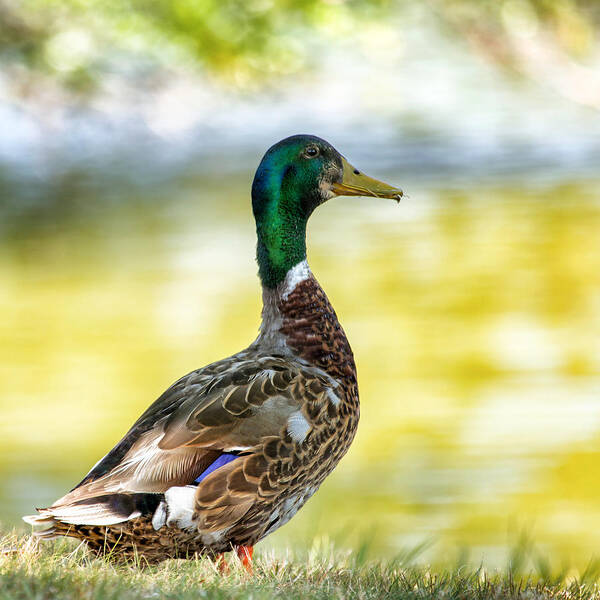 Male Duck Art Print featuring the photograph A Ducky View by Bill and Linda Tiepelman