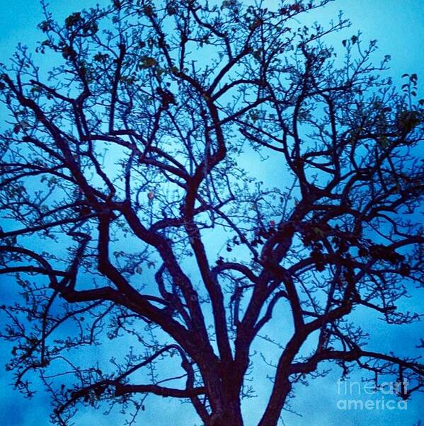 Tree Art Print featuring the photograph A Moody Broad by Denise Railey