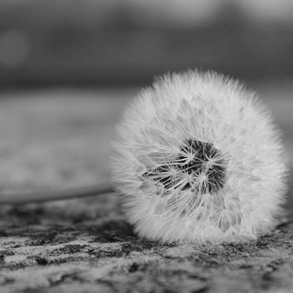  Art Print featuring the photograph A Very Soft Monochromatic Dandelion by Calixto Vargas