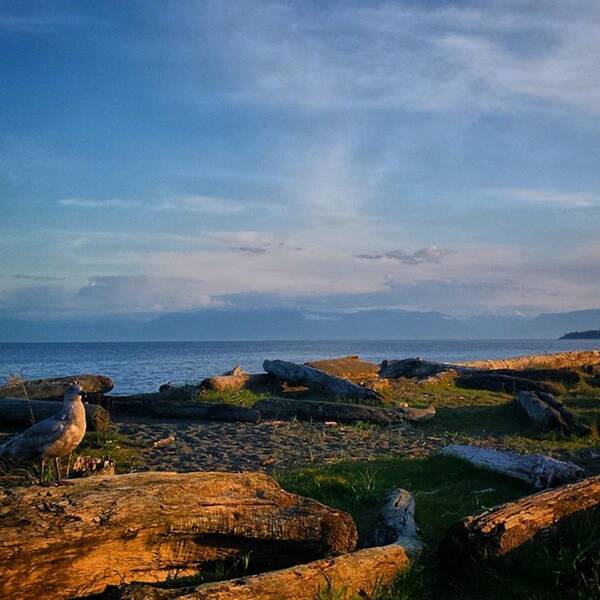 Lovetheview Art Print featuring the photograph After Supper Relaxing At The Lagoon! by Victoria Clark