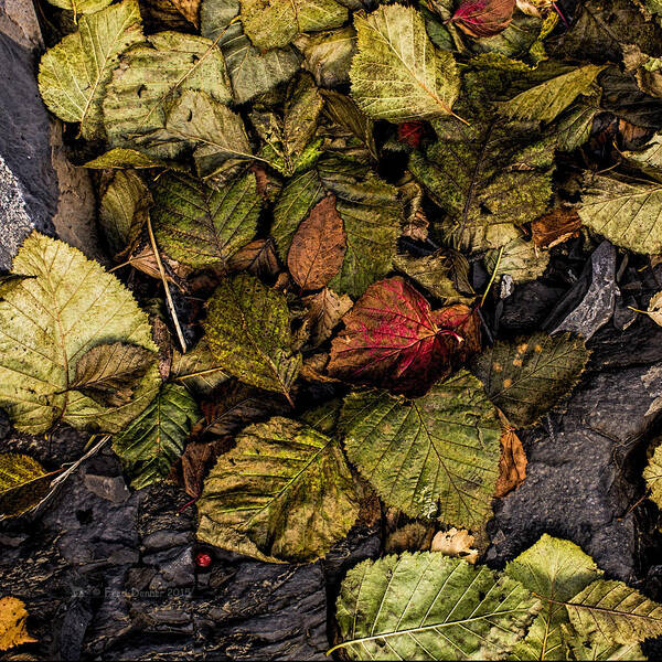 Leaves Art Print featuring the photograph Alder Leaves Dan Creek 2015 by Fred Denner