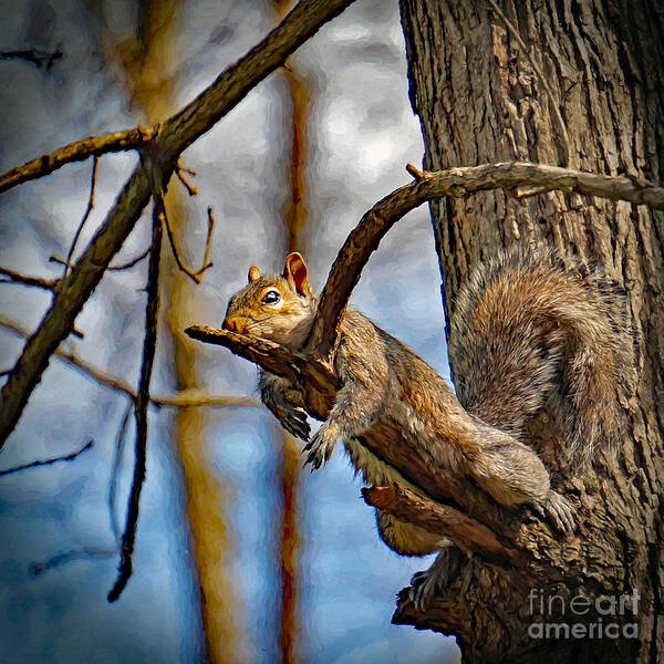 Squirrel Art Print featuring the photograph All Tuckered Out by Sue Melvin