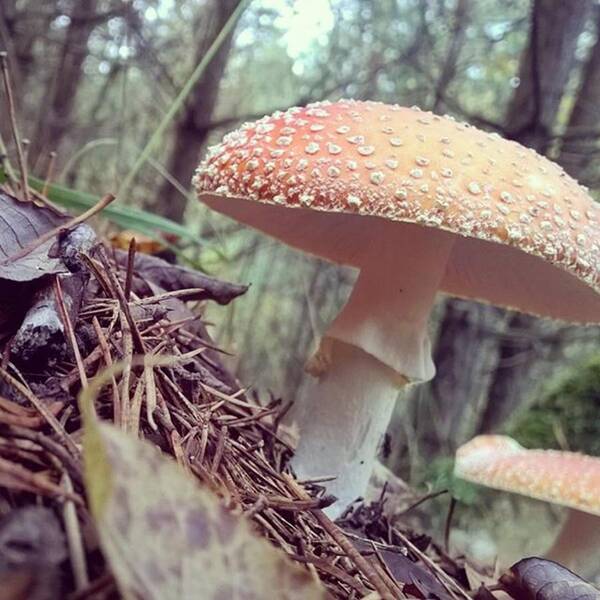 Wald Art Print featuring the photograph Alle Unter Einem Hut.

#mushrooms by Mandy Tabatt