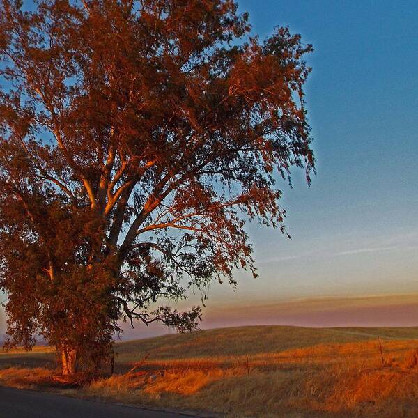 Tree Photo Art Print featuring the photograph Along The Roadside by KaFra Art