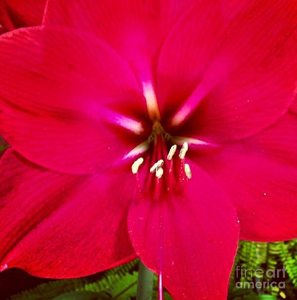 Flower Art Print featuring the photograph Amaryllis Detail by Denise Railey