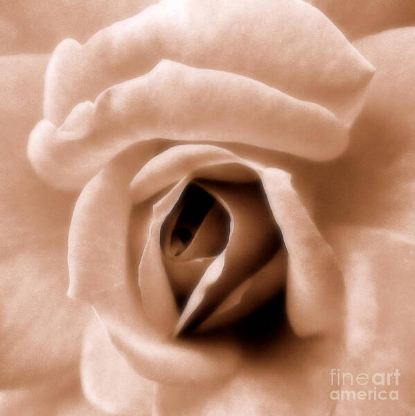 Rose Art Print featuring the photograph American Beauty by A K Dayton