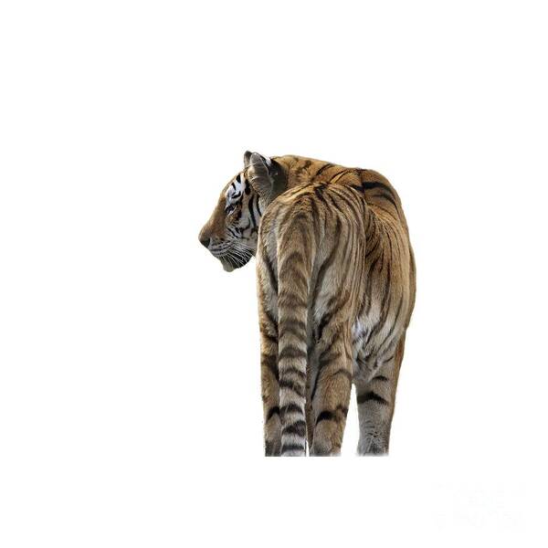 T-shirt Art Print featuring the photograph Amur Tiger on Transparent background by Terri Waters