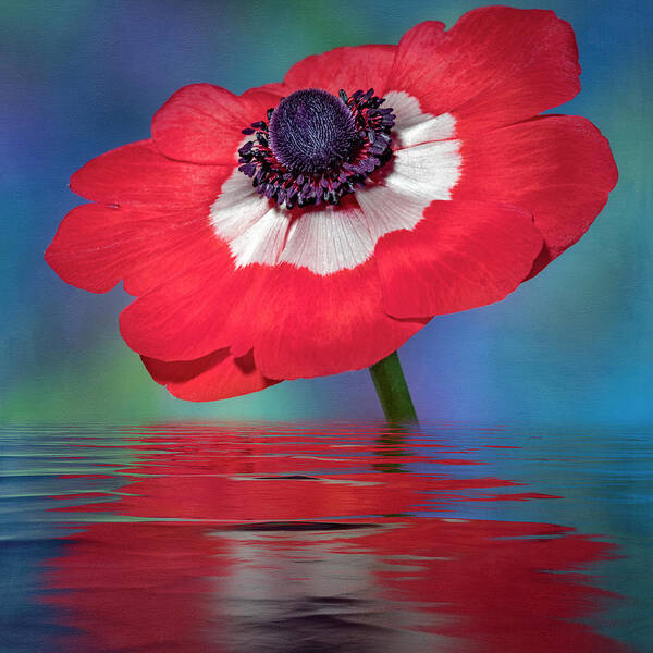 Anemone Flower Art Print featuring the photograph Anemone Flower by Susan Candelario