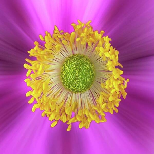 Beautiful Art Print featuring the photograph Anemone Hupehensis 'hadspen by John Edwards