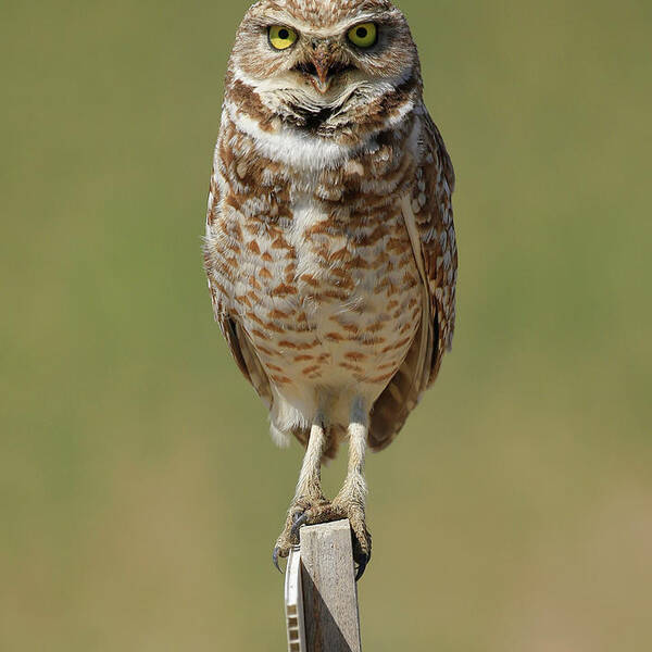 Burrowing Owl Art Print featuring the photograph Angry Perch by Steve McKinzie