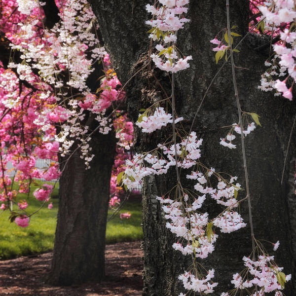 Cherry Tree Art Print featuring the photograph Asian Cherry by Jessica Jenney