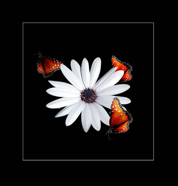Flower Art Print featuring the photograph Attraction by Richard Gordon