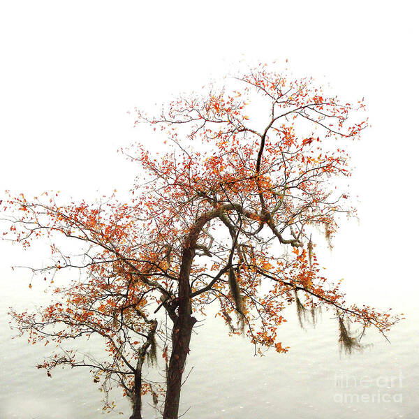 Plants Art Print featuring the photograph Autumn Mirage by Skip Willits