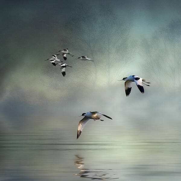 Avocets Art Print featuring the photograph Avocet Dawn by Brian Tarr