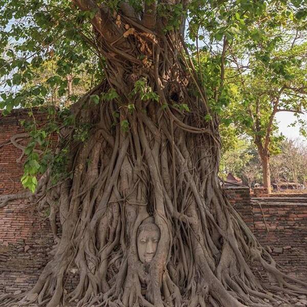 Wanderlust Art Print featuring the photograph #ayutthaya #thailand #tree #face by Fink Andreas