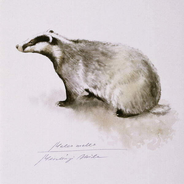 Badger Art Print featuring the painting Badger, watercolor by Attila Meszlenyi