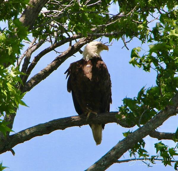 Bald Eagle Art Print featuring the photograph Bald Eagle on Watch by Shawn M Greener
