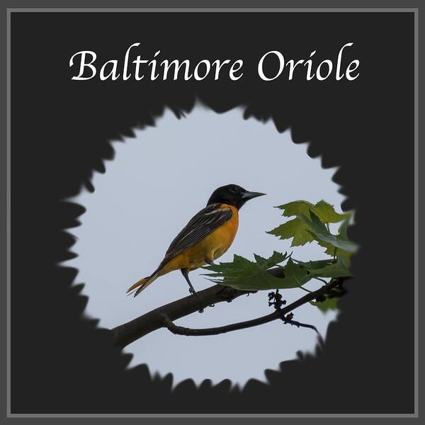 Baltimore Oriole Art Print featuring the photograph Baltimore Oriole by Holden The Moment