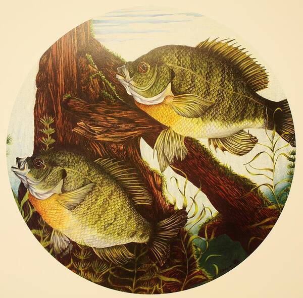 Fishing Art Print featuring the drawing Basking Bluegills by Bruce Bley