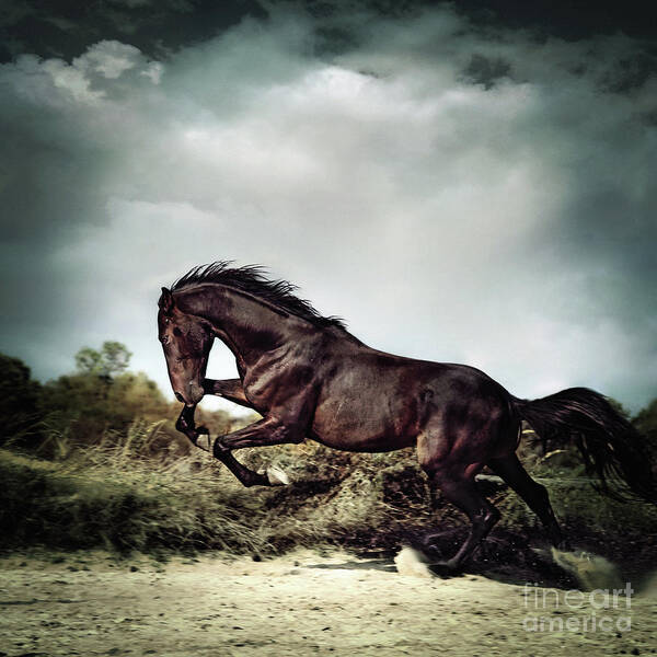 Horse Art Print featuring the photograph Beautiful black stallion horse running on the stormy sky by Dimitar Hristov