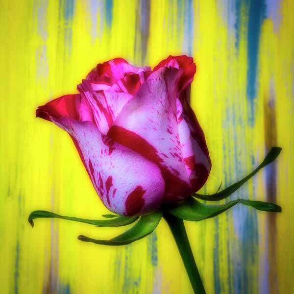 Chaim Soutime Roses Art Print featuring the photograph Beautiful Soutime Rose by Garry Gay