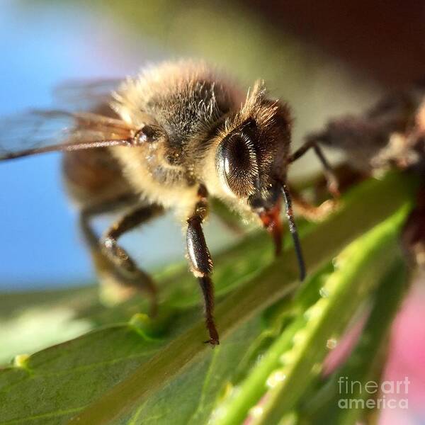 Bee Art Print featuring the photograph Spring Bee by Masha Batkova