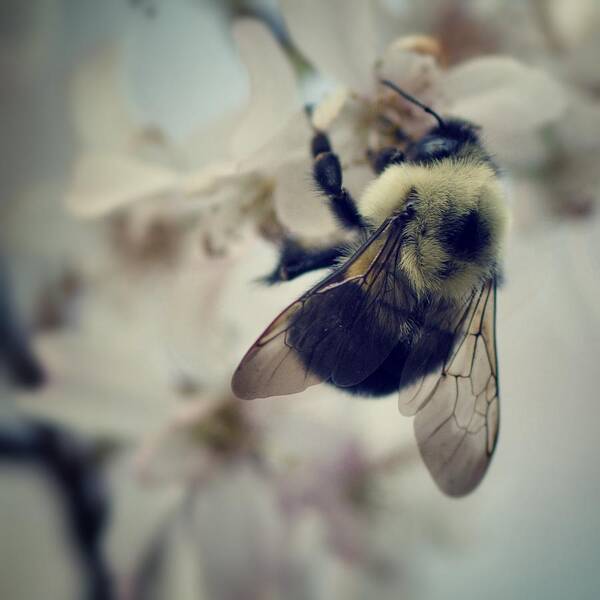 Bee Art Print featuring the photograph Bee by Sarah Coppola
