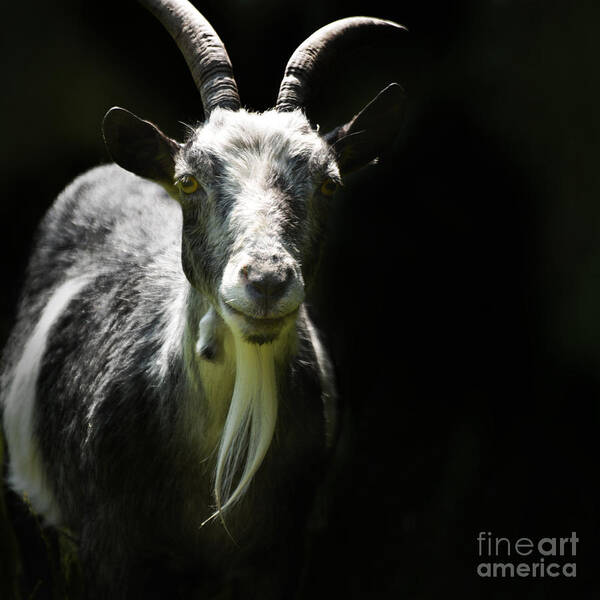 Pygmy Goat Art Print featuring the photograph Billy by Paul Davenport