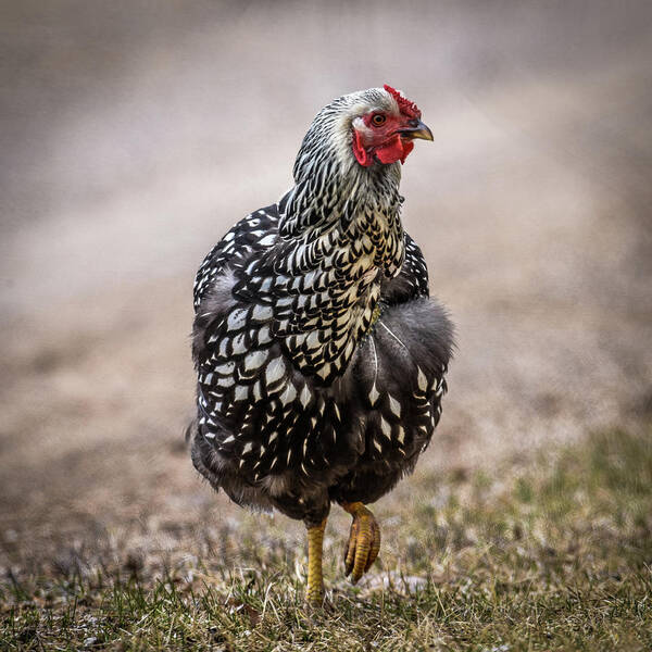 Hen And Chicks Art Print featuring the photograph Black and White Chicken by Paul Freidlund
