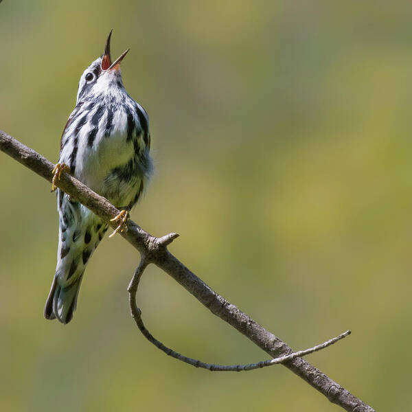 Black And White Warbler Art Print featuring the photograph Black and White Warbler by Bill Wakeley