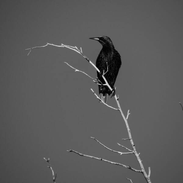 Black Bird Art Print featuring the photograph Black Bird on a Branch by Bill Tomsa