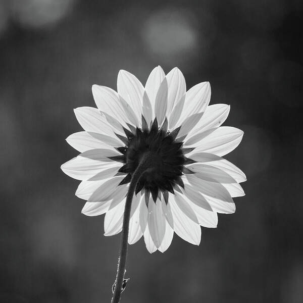 Flower Art Print featuring the photograph Black-eyed Susan - Black And White by Stephen Holst