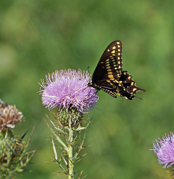 Butterfly Art Print featuring the photograph Spicebush Swallowtail Butterfly by Sandy Keeton