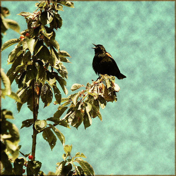 Redwing Blackbird Art Print featuring the photograph Blackbird's Song by Bonnie Bruno