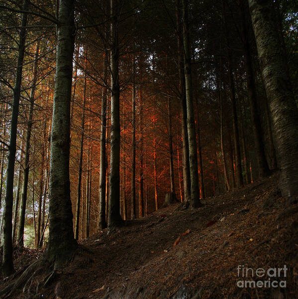 Blaze Art Print featuring the photograph Blazing Forest by Ang El