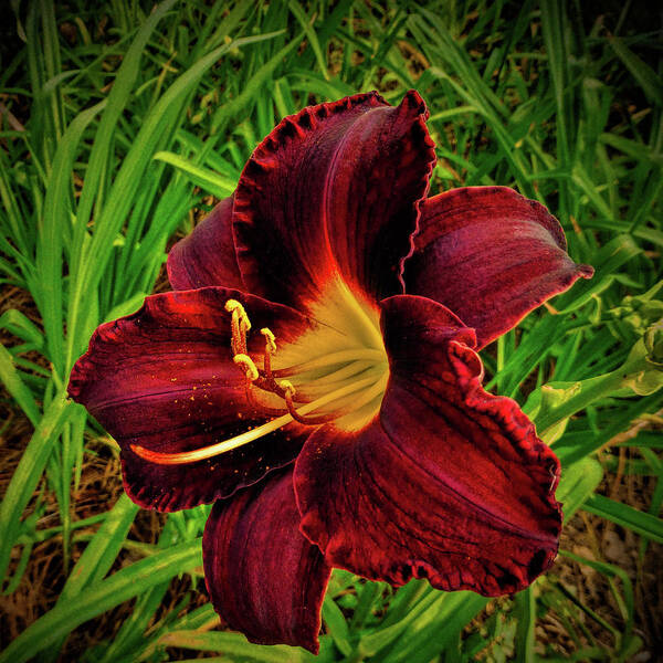 Fine Art Prints Art Print featuring the photograph Blood Lily by Dave Bosse