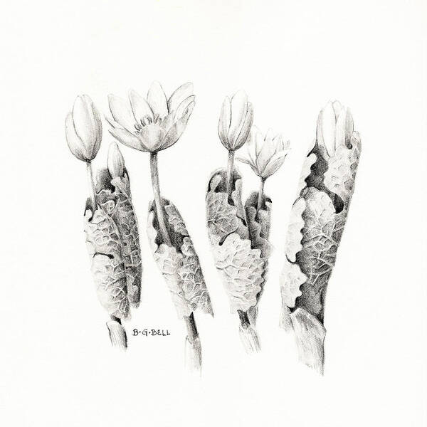 Bloodroot Art Print featuring the drawing Bloodroot Group by Betsy Gray