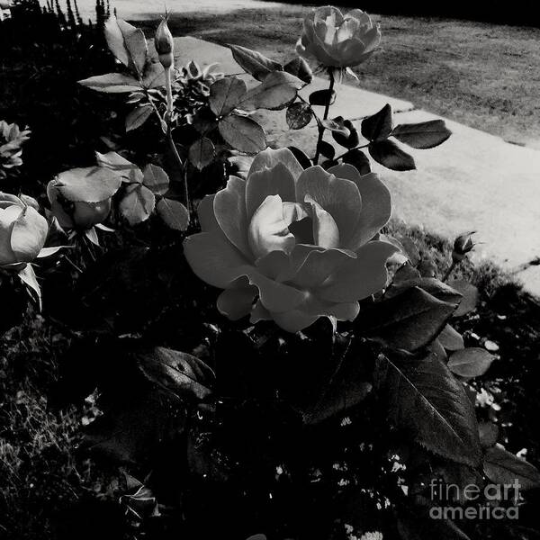 Flower Art Print featuring the photograph Blooming Flower in Black and White by Frank J Casella
